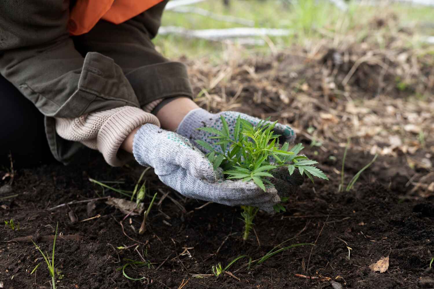 Best Tree Disease Treatment  in Lamar, CO